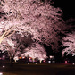 鳥見山公園の夜桜