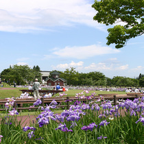 鳥見山公園のあやめ