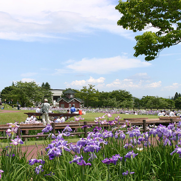 鳥見山公園のあやめ