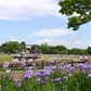 鳥見山公園のあやめ