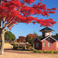 秋の鳥見山公園