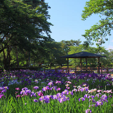 鳥見山公園のあやめ