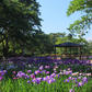 鳥見山公園のあやめ