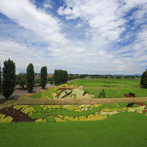 田んぼアート2019